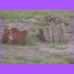 Petrified Wood 2.jpg